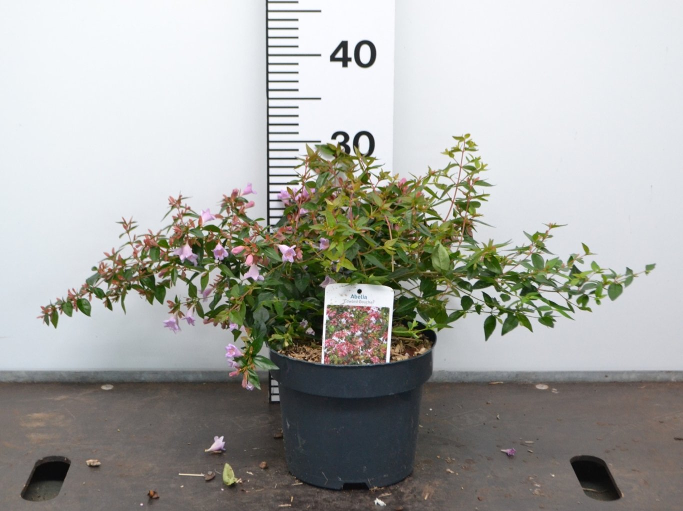 Abelia 'Edward Goucher' - C3 20-40 CM